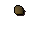 Yew seed